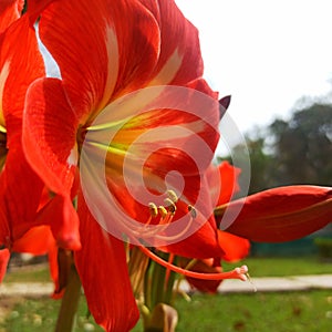 Red amaryllis flower closeup picture