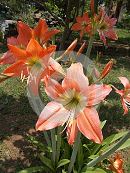 Red Amaryllis flower garden, lilly flower close up.