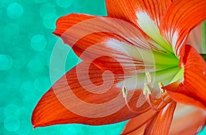 Red amaryllis flower on a green background close-up photo