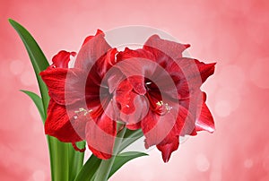 Red Amaryllis flower. photo