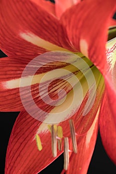 Red amaryllis flower isolated on a black background