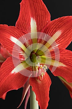 Red amaryllis flower isolated on a black background