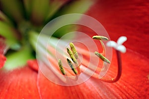 Red amaryllis flower macro