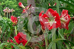 Red amaryllis flower in the wild