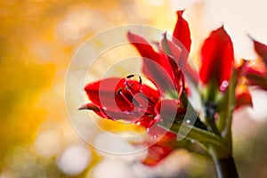 Red amaryllis flower on yellow bokeh background