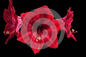 Red amaryllis flowers in full bloom on black background