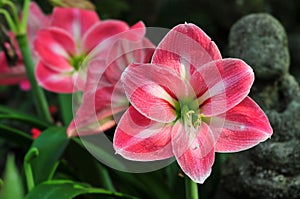 Red Amaryllis flowers