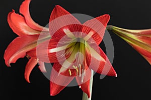 Red amaryllis flowers isolated on a black background