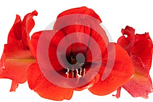 Red Amaryllis isolated