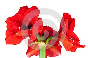 Red Amaryllis isolated