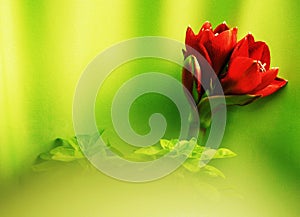 Red amaryllis on light green background, art style