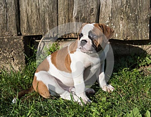 Red American Bulldog puppy dog is walking on nature