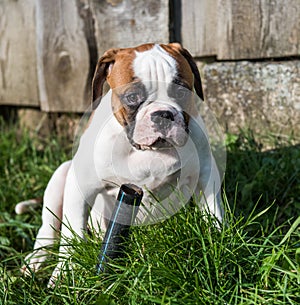 Red American Bulldog puppy dog is walking on nature