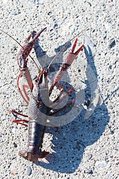 Red American crayfish in the Zuidplaspolder