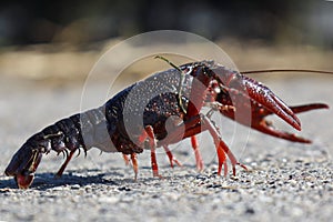 Red American crayfish in the Zuidplaspolder