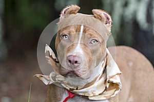 Red American Pitbull Terrier with cropped ears and bandana