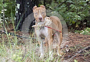 Red American Pitbull Terrier with cropped ears and bandana outside on leash