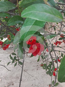 Red Anaar Tree