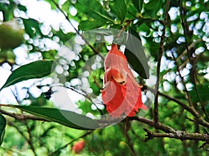 Red anar (dalim) flower in the tree