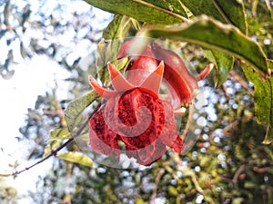 Red anar (dalim) flower in the tree