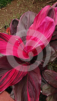 Red Andong Plants Upclose