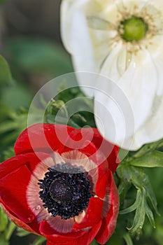 Red anemona with stamen in focus, with white anemone