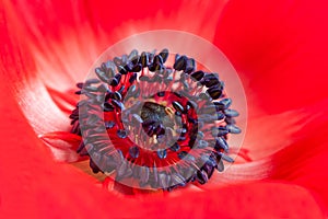 Red Anemone