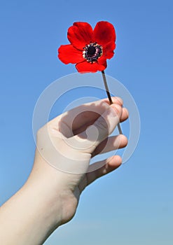 Red anemone in the child's hand