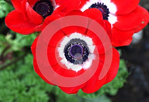 Red Anemone coronaria flower red white