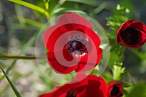 Red Anemone coronaria, the poppy anemone, Spanish marigold, or windflower