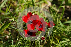 Red Anemone coronaria, the poppy anemone, Spanish marigold, or windflower