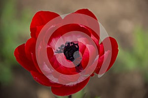 Red Anemone Coronaria `St. Briged Mixed Botanical Gardens Balchik, Bulgaria