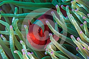 Red anemone fish