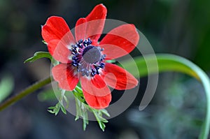 Red anemone flower photo