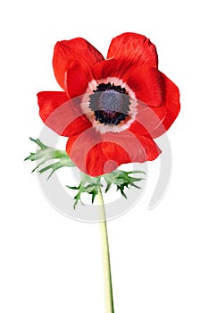 Red anemone flower photo
