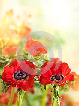 Red Anemone flowers. Windflower Buttercup or Poppy anemone on meadow. Beautiful wild flowers