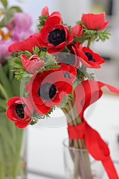 Red anemones