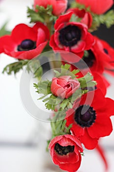 Red anemones