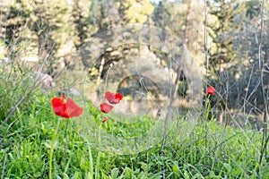 Red Anemones Blooming In Sunlit Field.