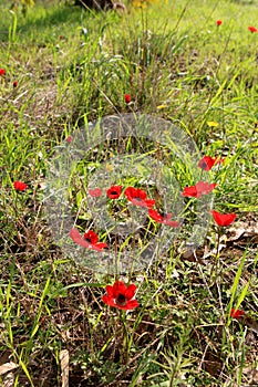 Red anemones, Israel