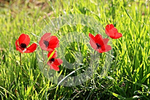 Red anemones, Israel