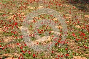 Red anemones, Israel