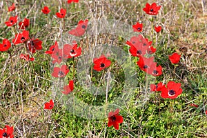 Red anemones, Israel