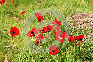 Red anemones, Israel