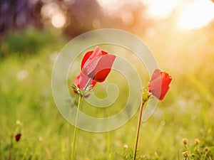 Red anemones in the morning light