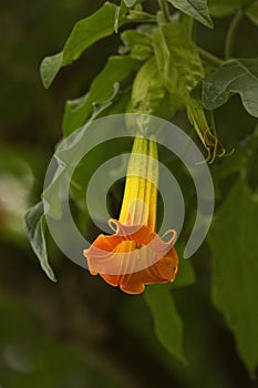 Red angel`s trumpet Brugmansia sanguinea.