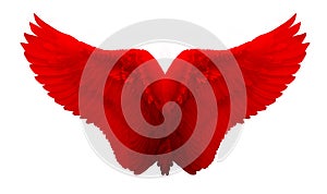 Red Angel Wing isolated