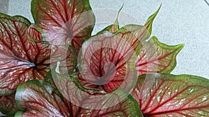 Red Angel wing leaves on white background