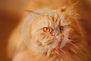 Red angry beautiful Persian cat on an orange background.