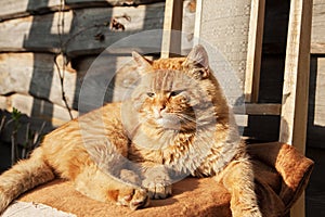 Red angry longhaired cat lies,sitting on the chair near home